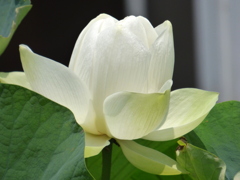 お地蔵さんのお供えの蓮の花