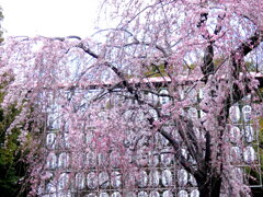 上野恩賜公園の紅枝垂れ桜と春の設え
