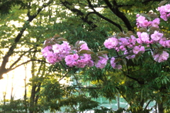 公園の木漏れ日の公園の関山桜