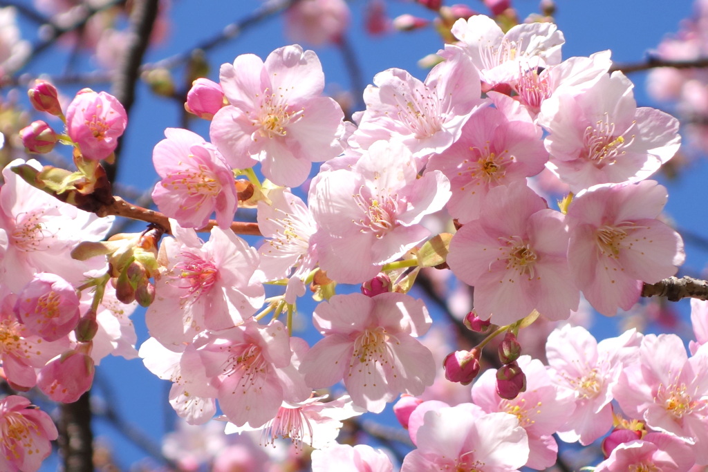 青空に河津桜