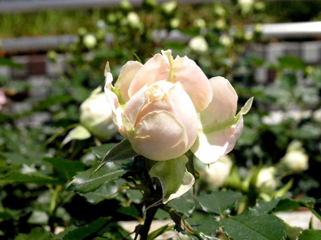 薔薇・パシュミナ