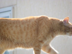 塀を歩く虎