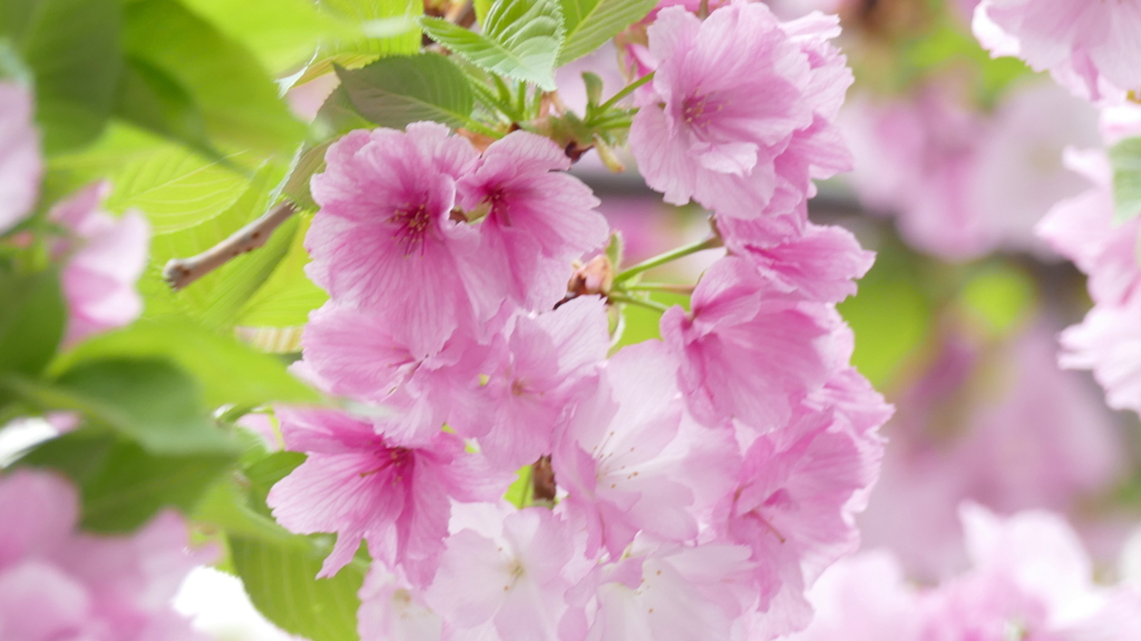 学校の里ザクラの紅豊の晩期