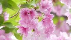 学校の里ザクラの紅豊の晩期