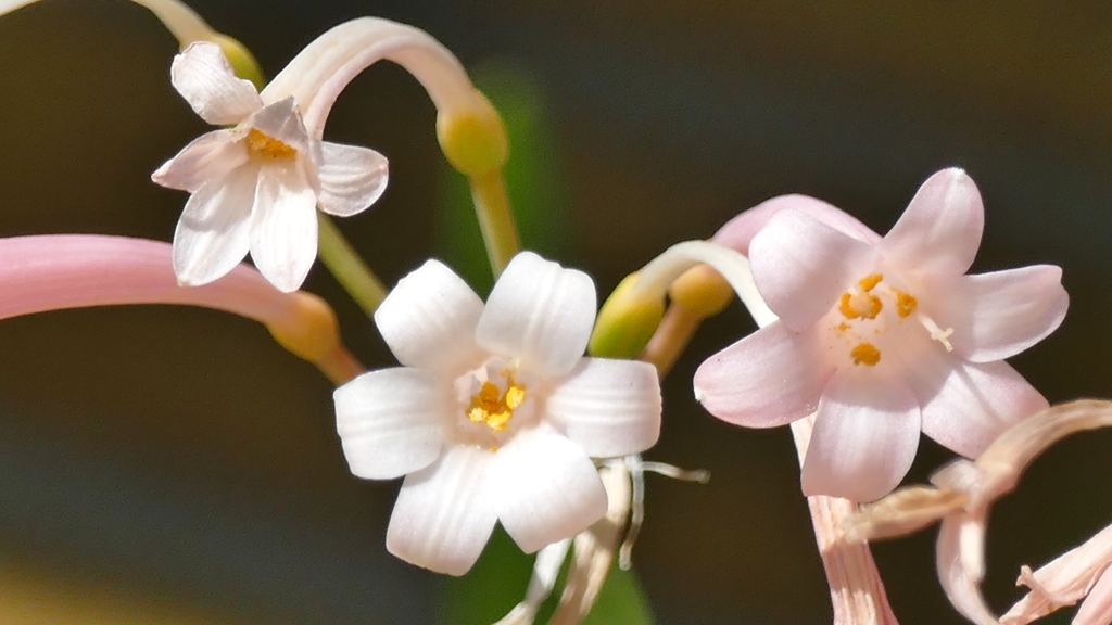 キルタンサスの蕊