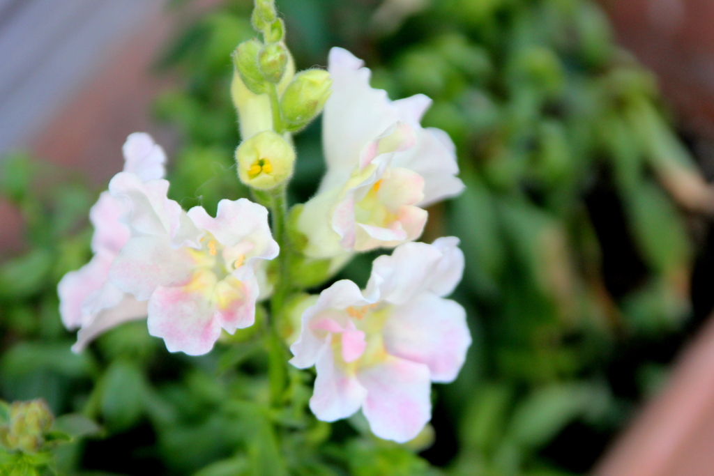 西日暮里の白い八重咲キンギョソウ