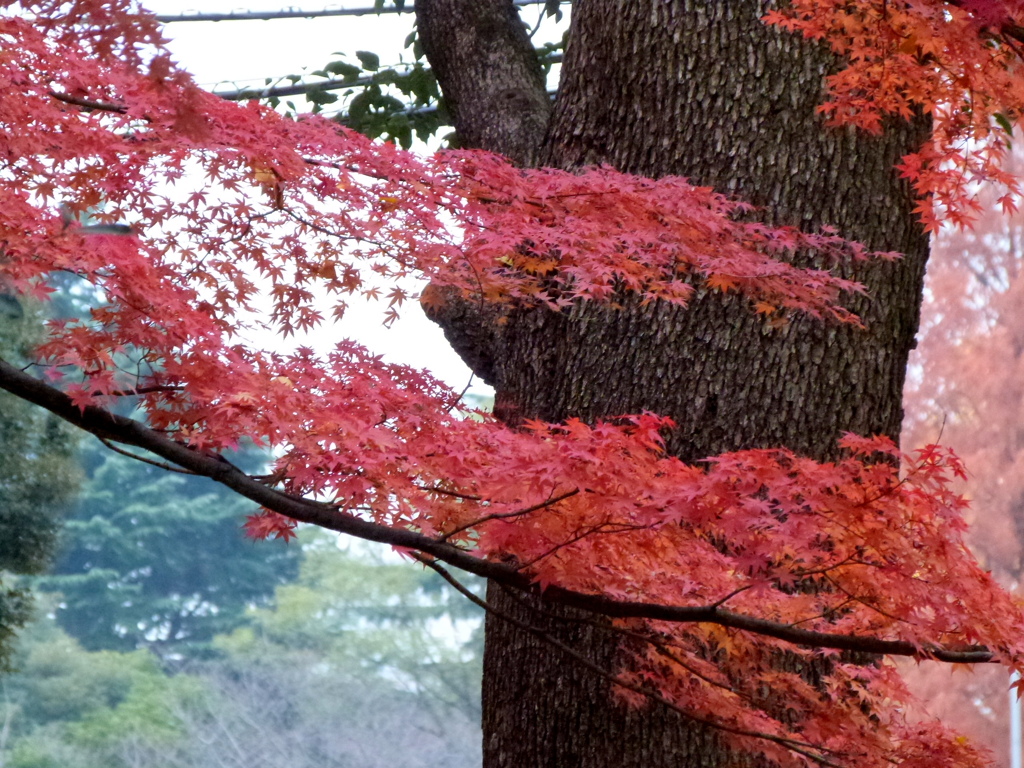 上野の紅葉
