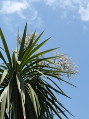 ニオイシュロランと