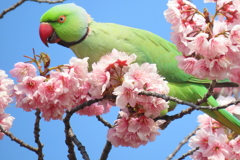 荒川自然公園の満開の椿寒桜にワカケホンセイインコの顔