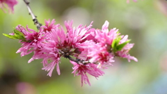 素戔嗚神社のきくもも