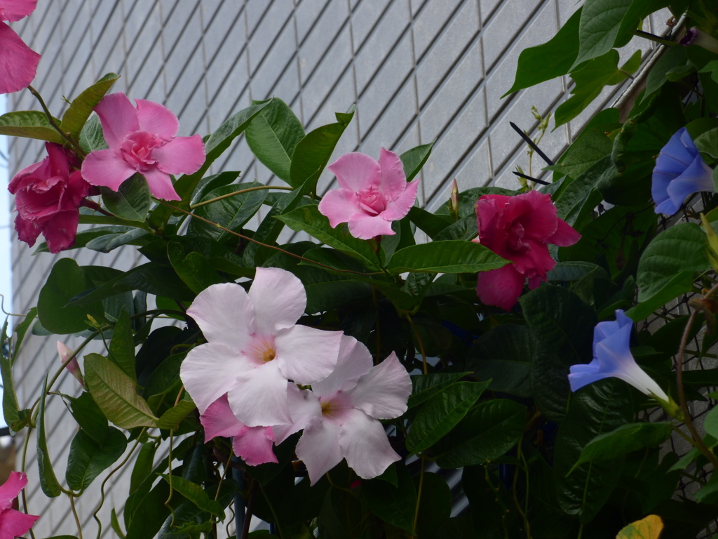 八重が混じるマンデビラ