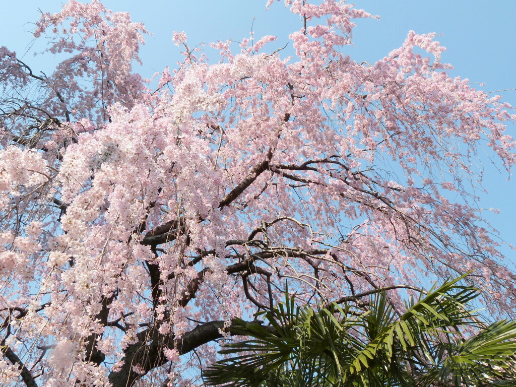 千住の隅田川沿いの紅枝垂桜