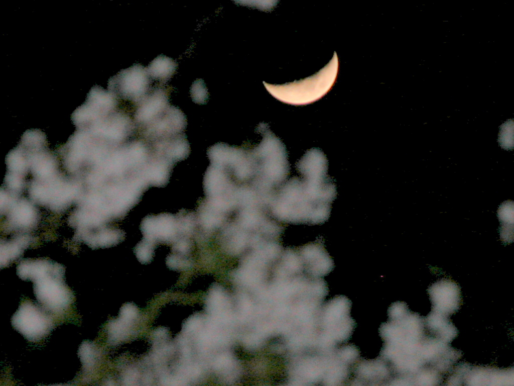 夜桜と月と金星