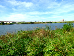 荒川の河原の風景