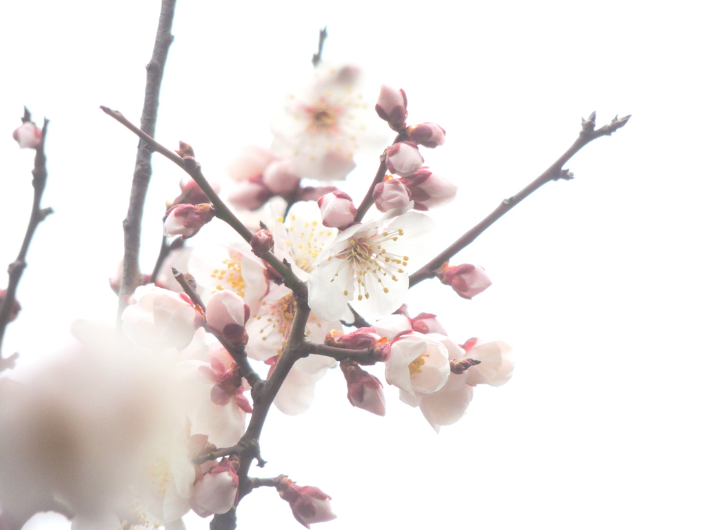 杏子の花に似ている梅の花
