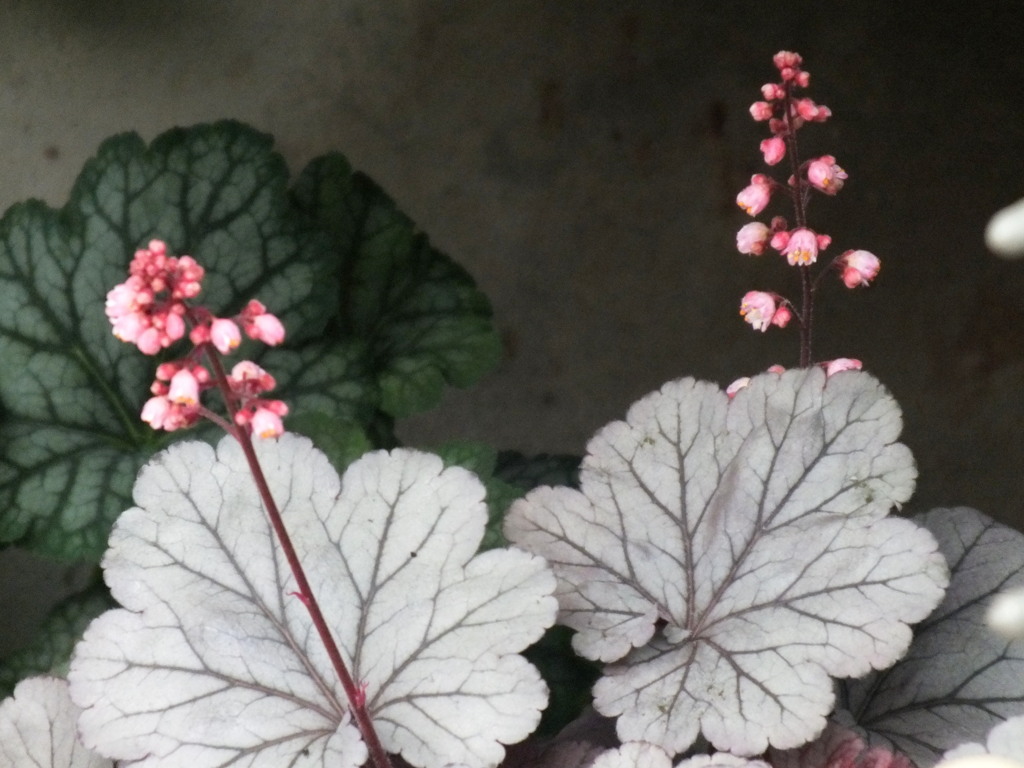 ツボサンゴヒューケラの花