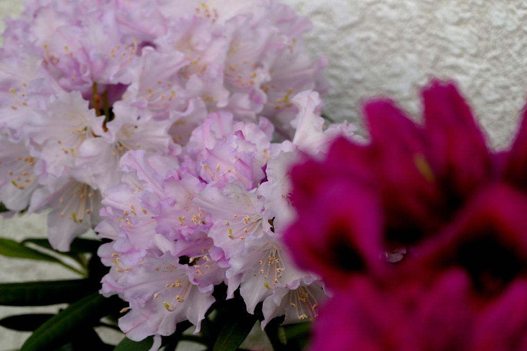 薄ピンクと赤のセイヨウシャクナゲ