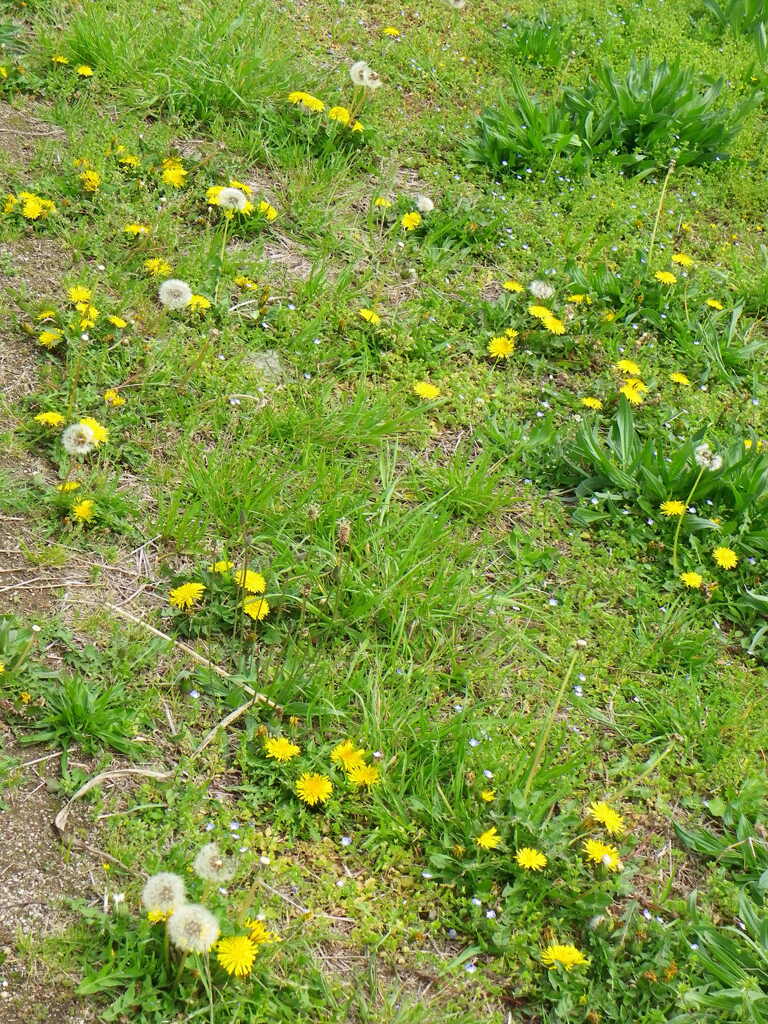 鶯の声を聴きながら荒川土手のタンポポ