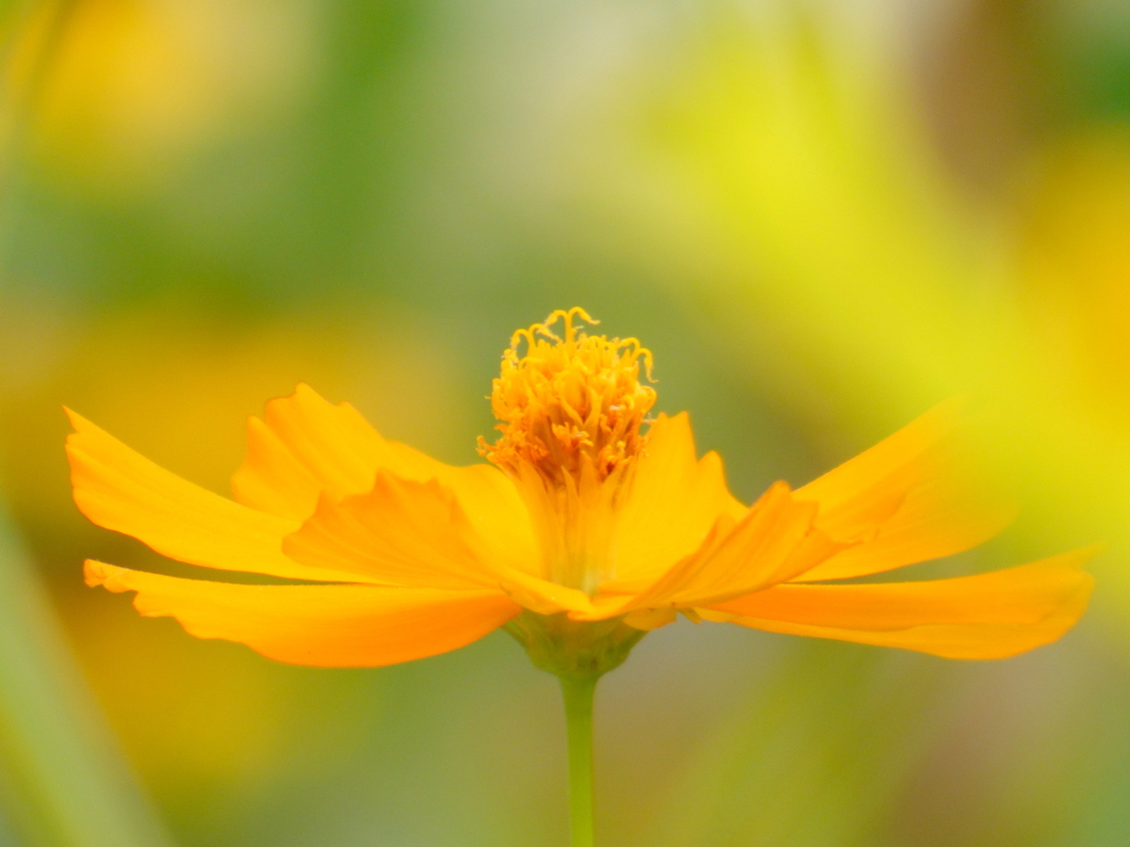 キバナコスモス