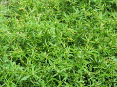 街路の下に群がる