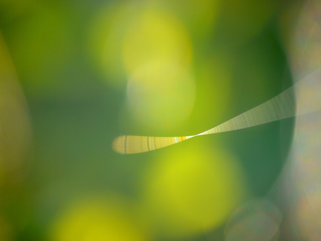 蜘蛛の糸４