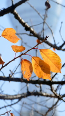 向島の里ザクラ・ランランの紅葉