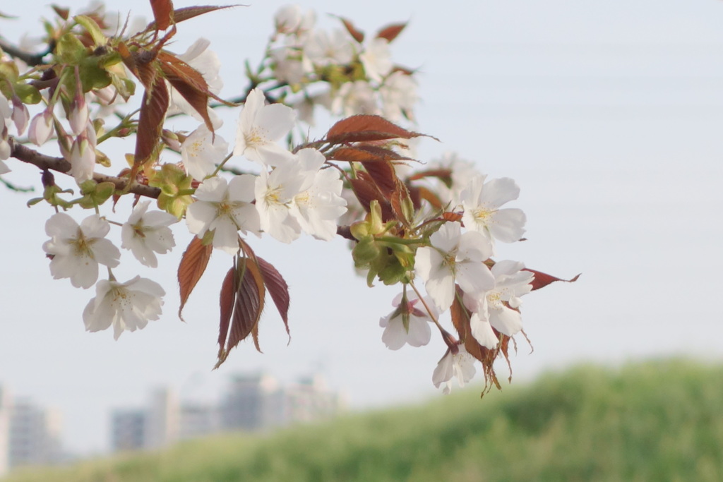 今が開花時期荒川堤五色桜の駿河台匂