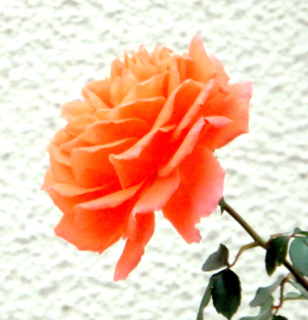 白いモルタルの家のオレンジ色の薔薇