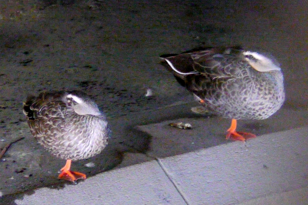 千住大橋の下の千住小橋から睡眠中のカルガモ2羽