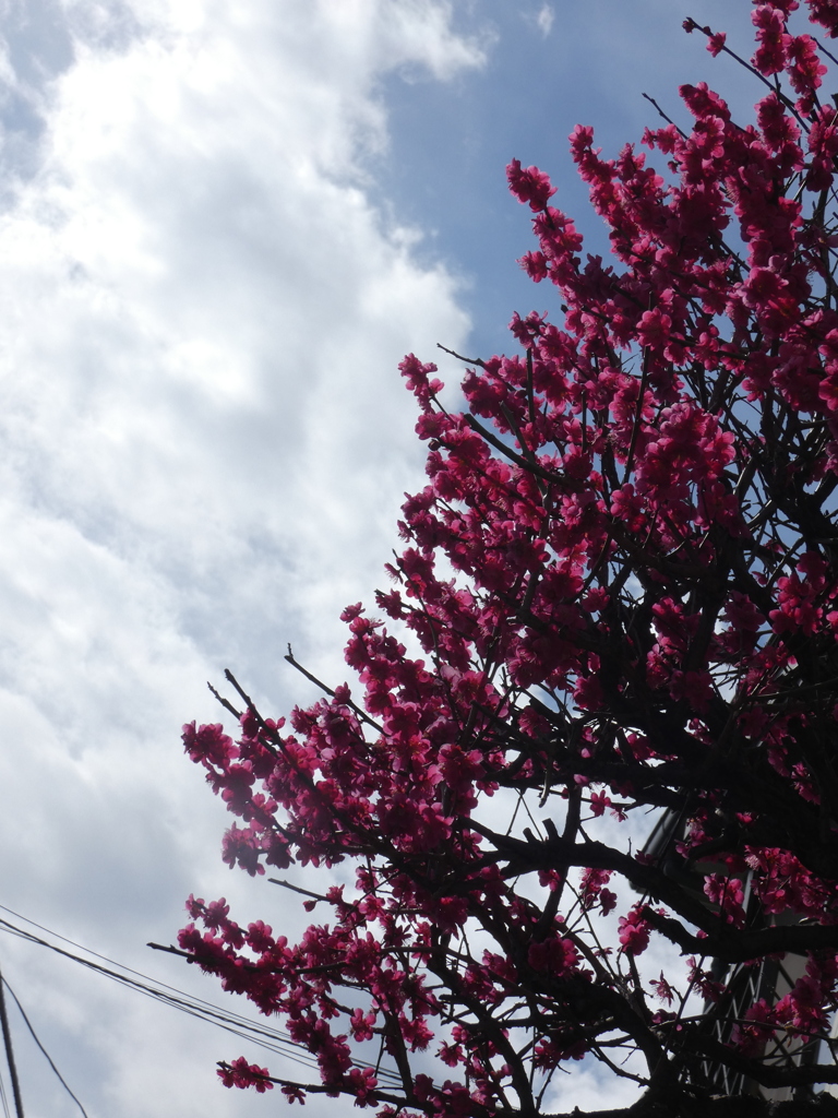 田端赤紙仁王の寒緋桜と白い雲