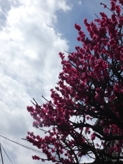 田端赤紙仁王の寒緋桜と白い雲