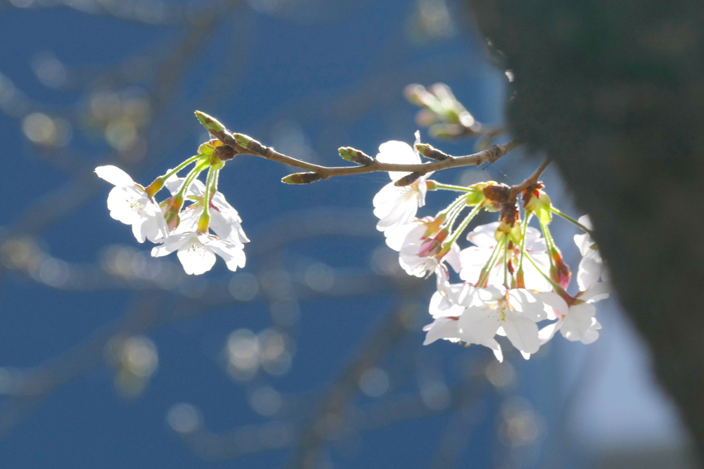 まだ咲いてないもある