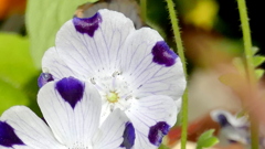 ネモフィラ・マクラータの蕊