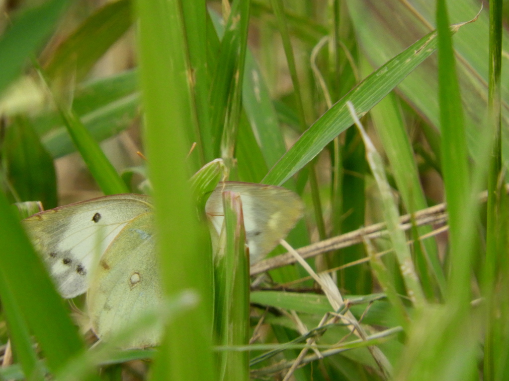 草刈り後の土手の草むら