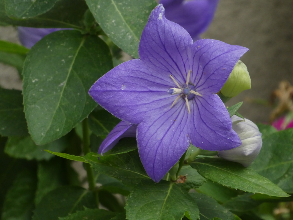 バルーンフラワー