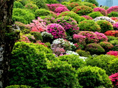 満開にはやはりもう少し