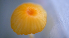 はいごけのなかからきのこが