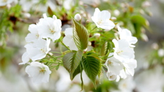 公園の大島桜の種類