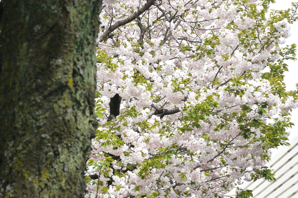 高速下の江北通りの一葉桜