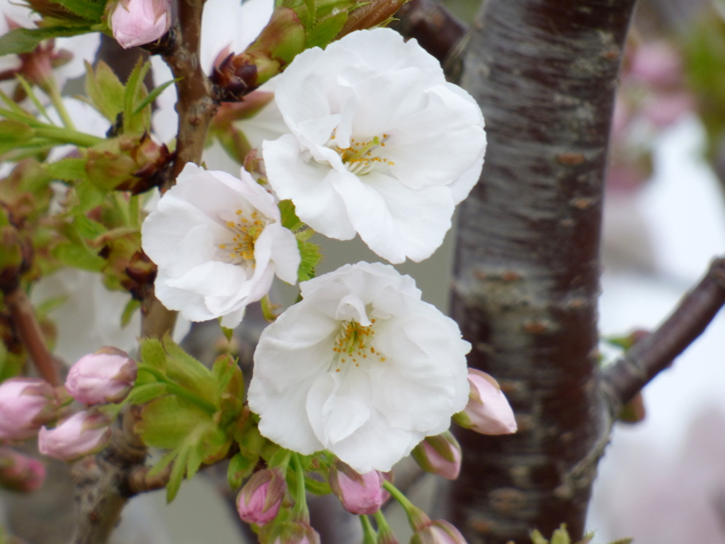 有明桜（京都は御室有明）