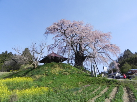 三春に滝桜の近くの’上石の不動桜’
