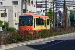 オレンジと黄色のツートンの都電荒川線熊の前駅へ