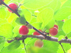 ゆすら梅の実が赤くなってきました