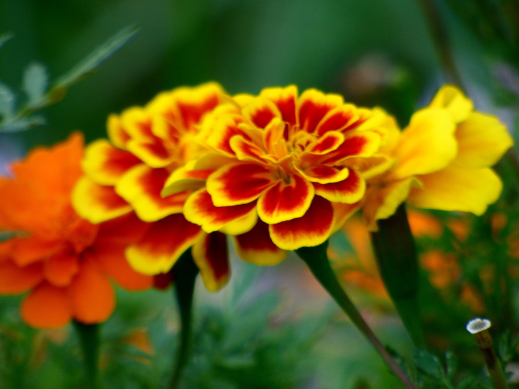 防災団地の花壇のフレンチマリーゴールド