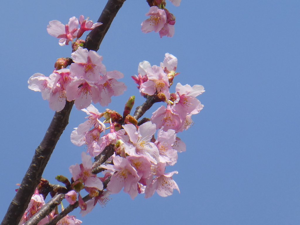 舎人公園の修善寺カンザクラ２