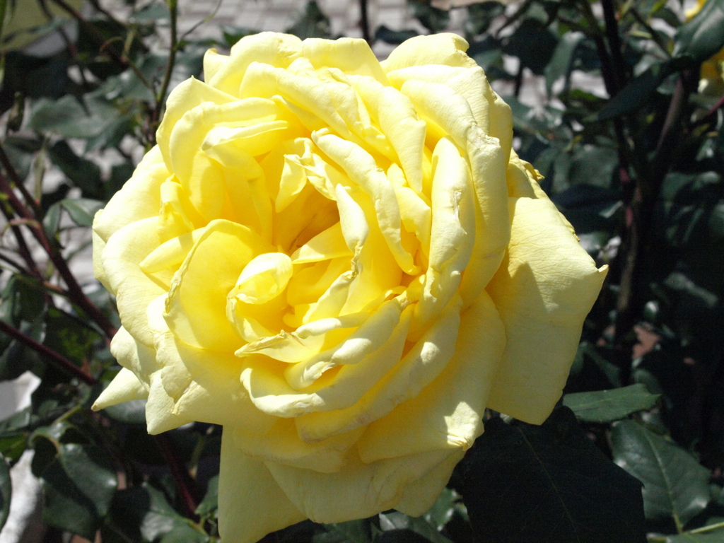 薔薇・天津乙女