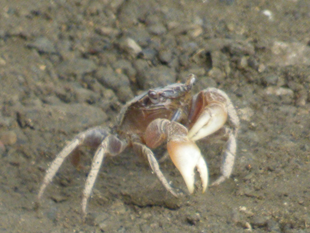 河原のクロ弁慶