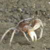 河原のクロ弁慶