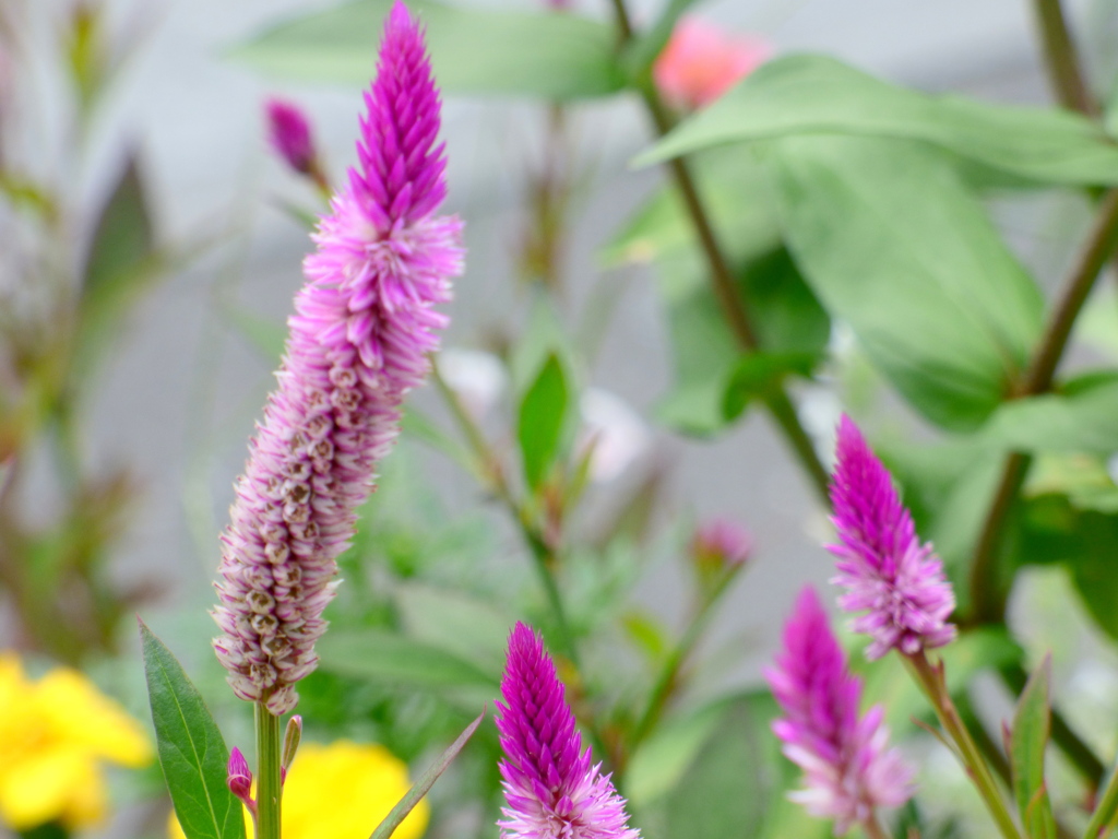 ノゲイトウ・セロシア