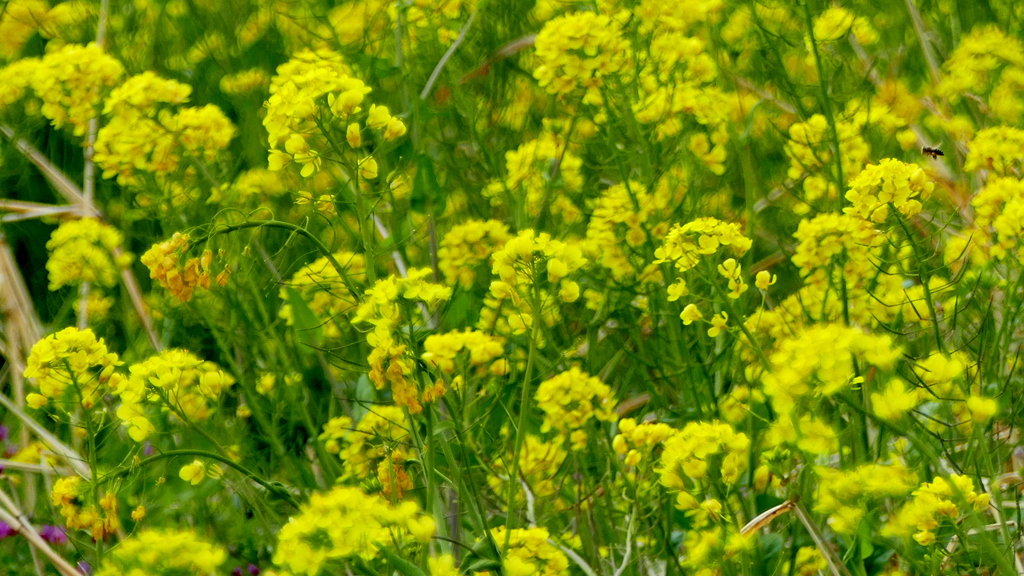 土手のからしな
